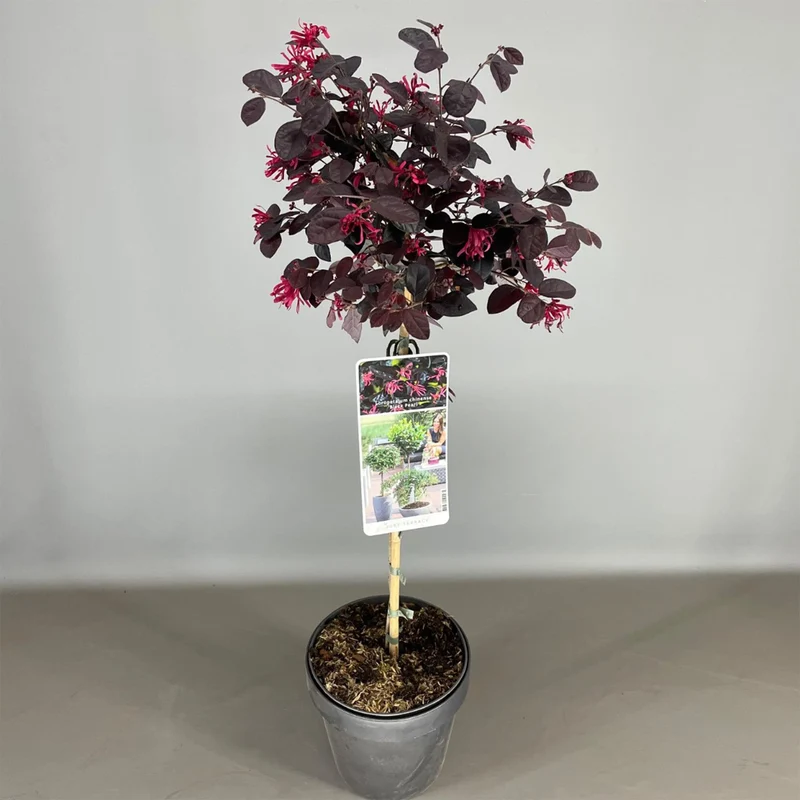 Loropetalum 'Black Pearl' Terrassenbaum