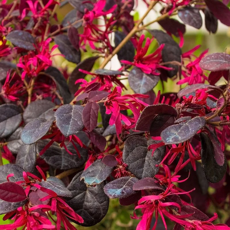 Loropetalum 'Black Pearl' Terrassenbaum