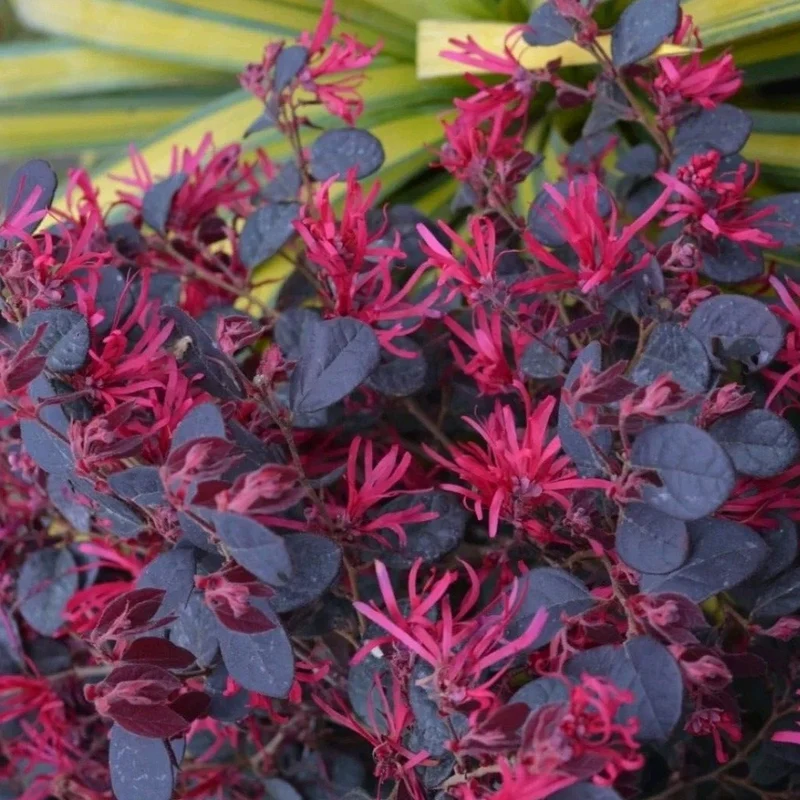 Loropetalum 'Black Pearl' Terrassenbaum