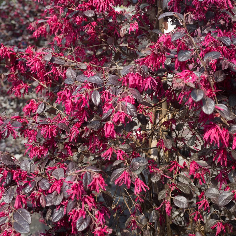 Loropetalum 'Black Pearl' Terrassenbaum