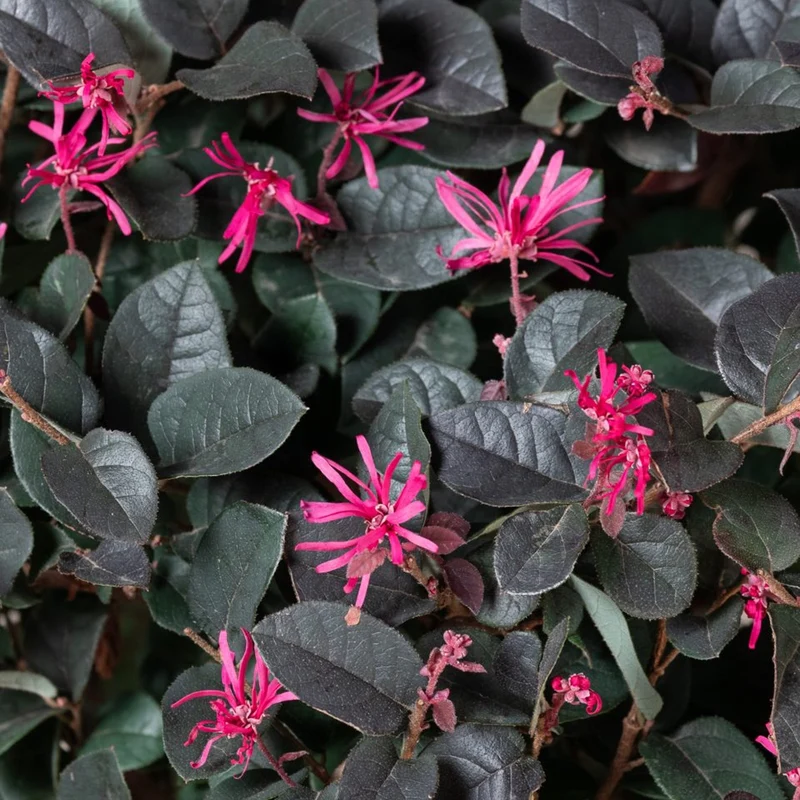 Loropetalum 'Black Pearl' Terrassenbaum