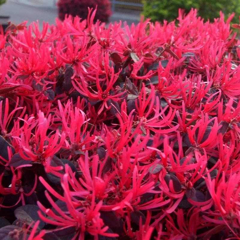 Loropetalum 'Black Pearl' Terrassenbaum