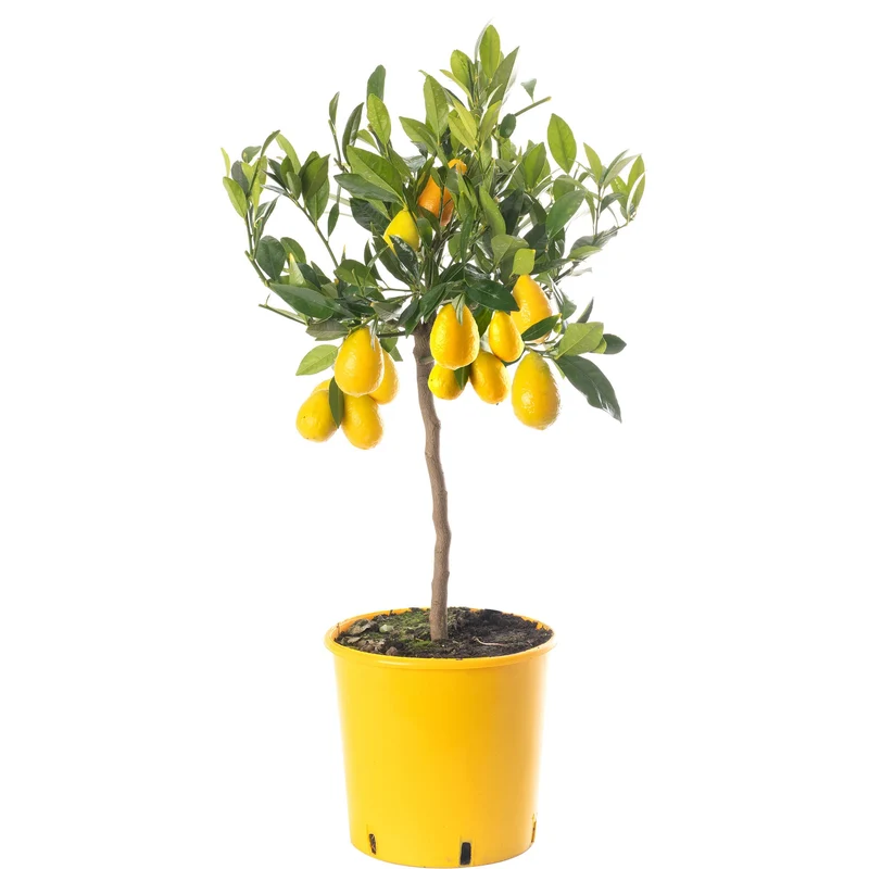 Limequat-Baum