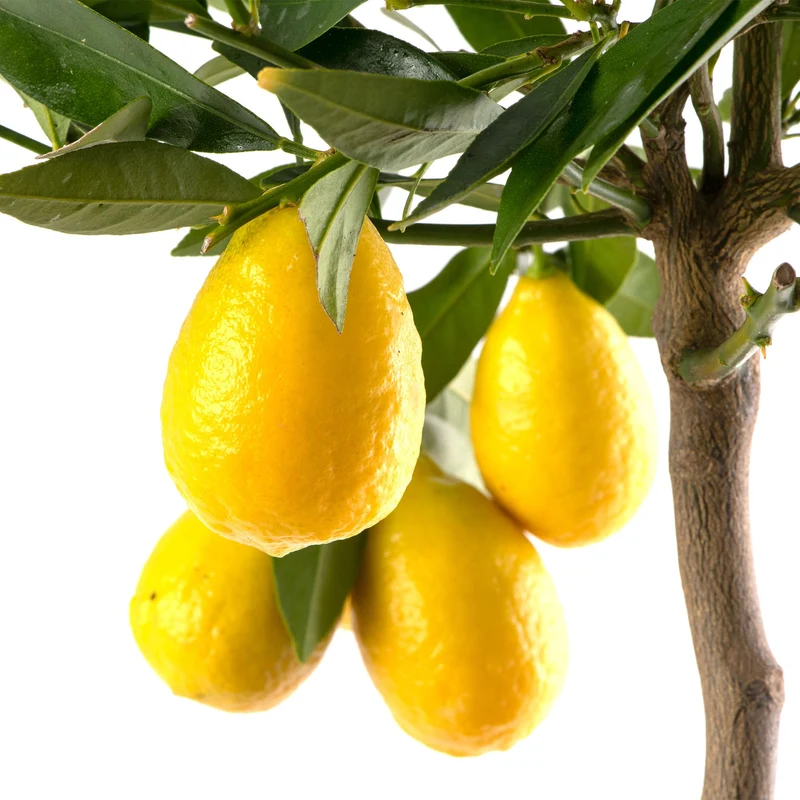 Limequat-Baum