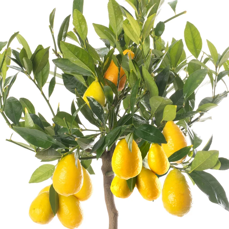 Limequat-Baum