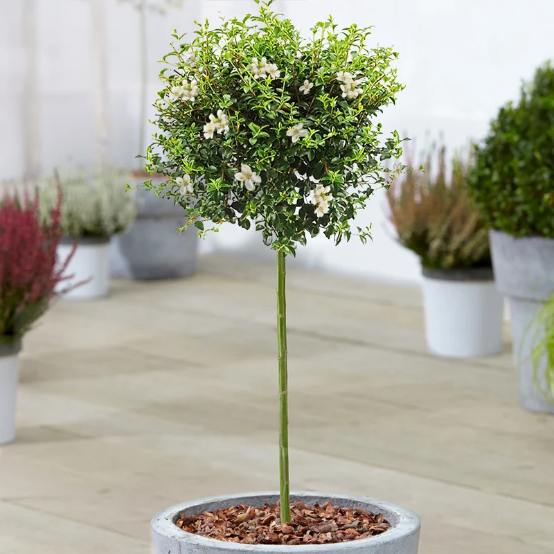 Ligustrum delavayanum Terrassenbaum