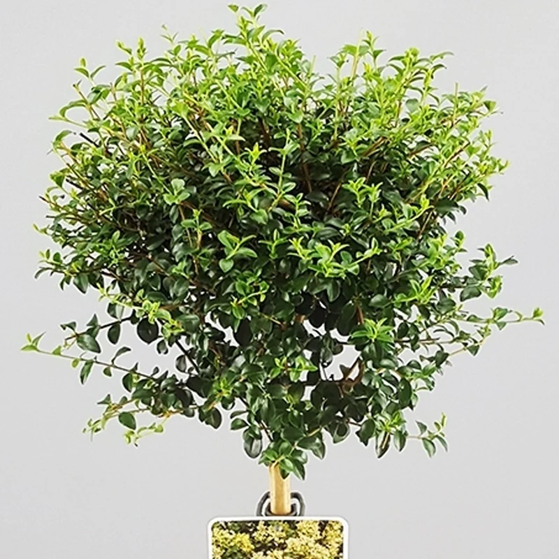 Ligustrum delavayanum Terrassenbaum