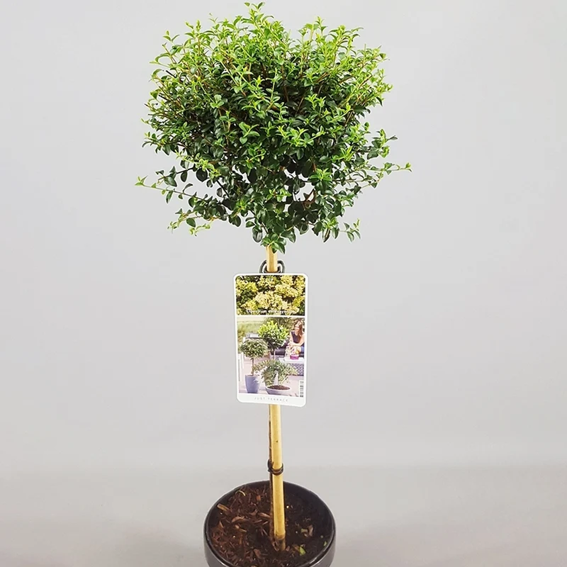Ligustrum delavayanum Terrassenbaum