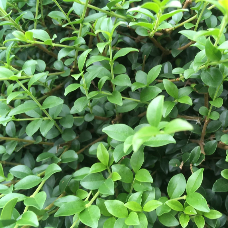 Ligustrum delavayanum Terrassenbaum