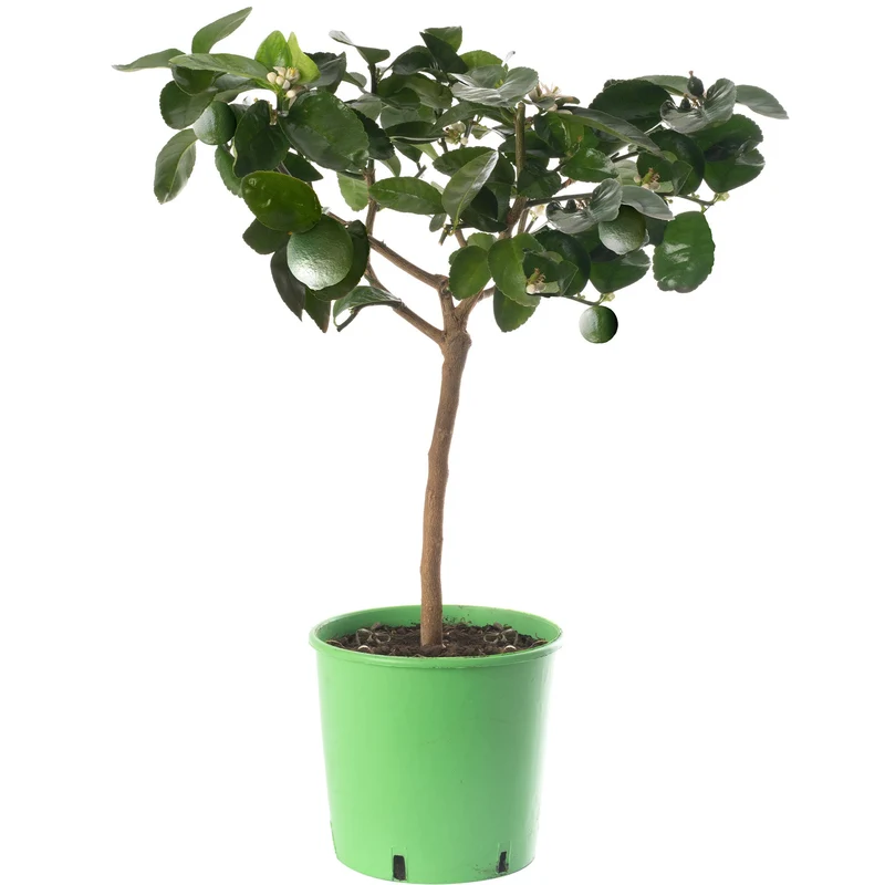 Lindenbaum