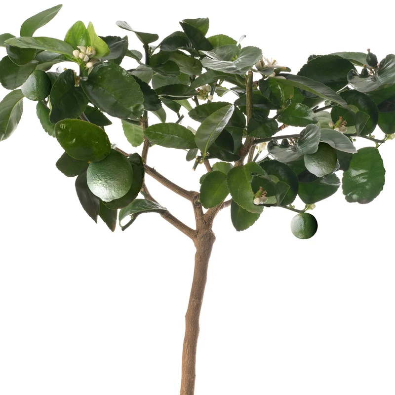 Lindenbaum