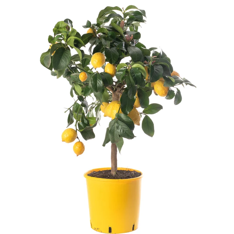 Zitronenbaum