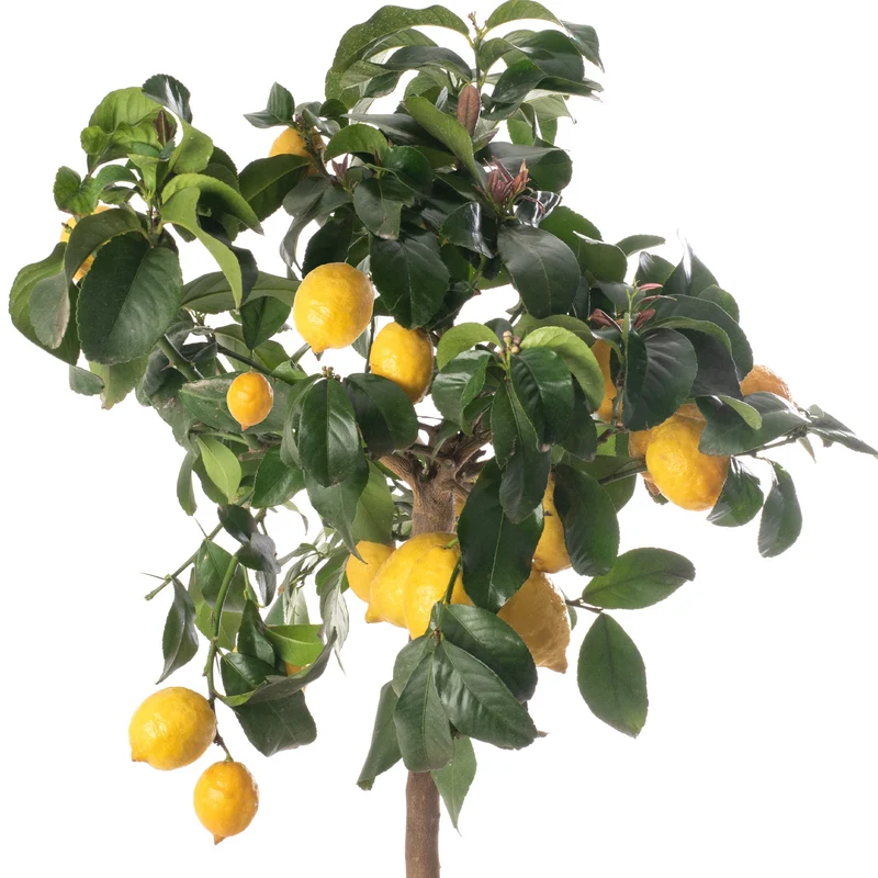 Zitronenbaum