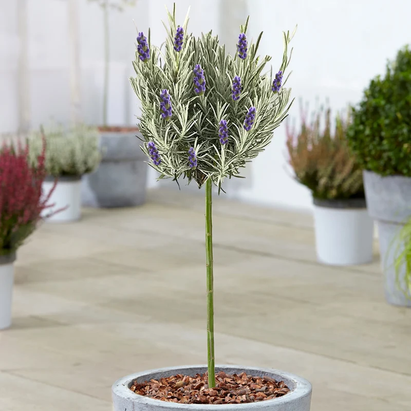 Lavendel 'Munstead' Terrassenbaum