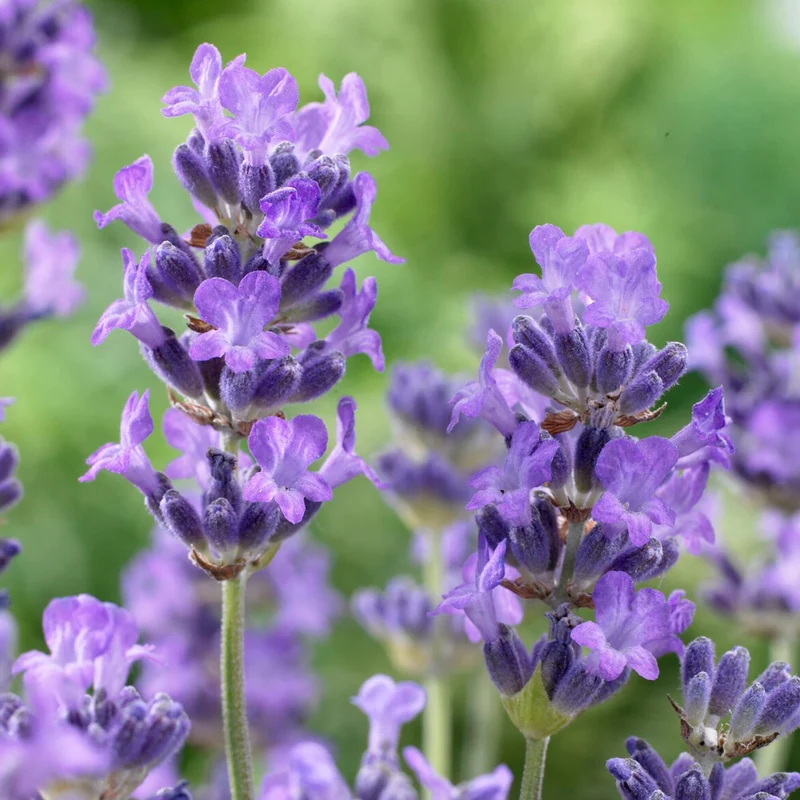 Lavendel 'Munstead' Terrassenbaum