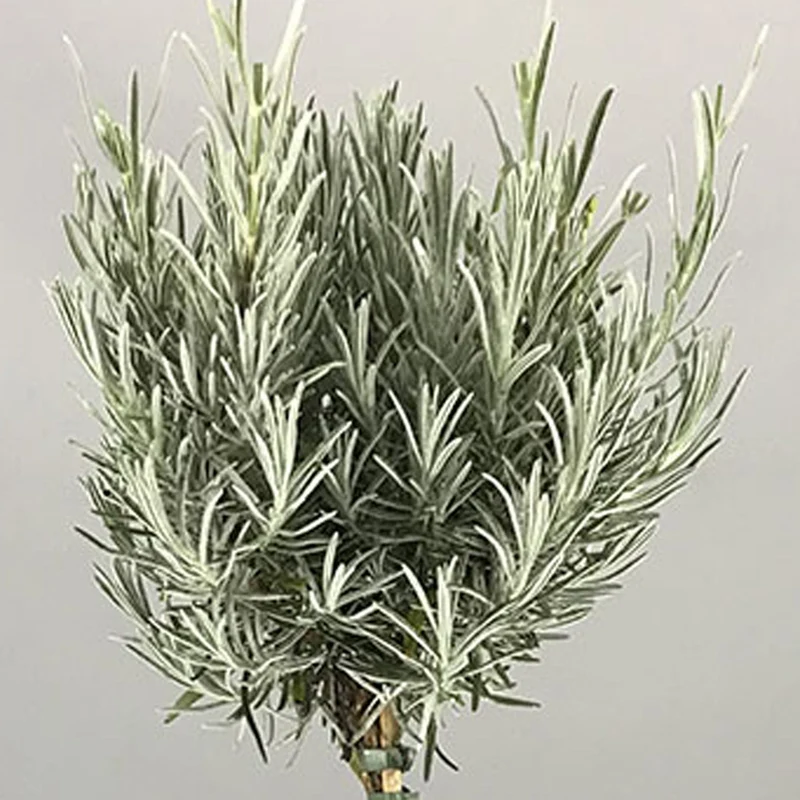 Lavendel 'Munstead' Terrassenbaum