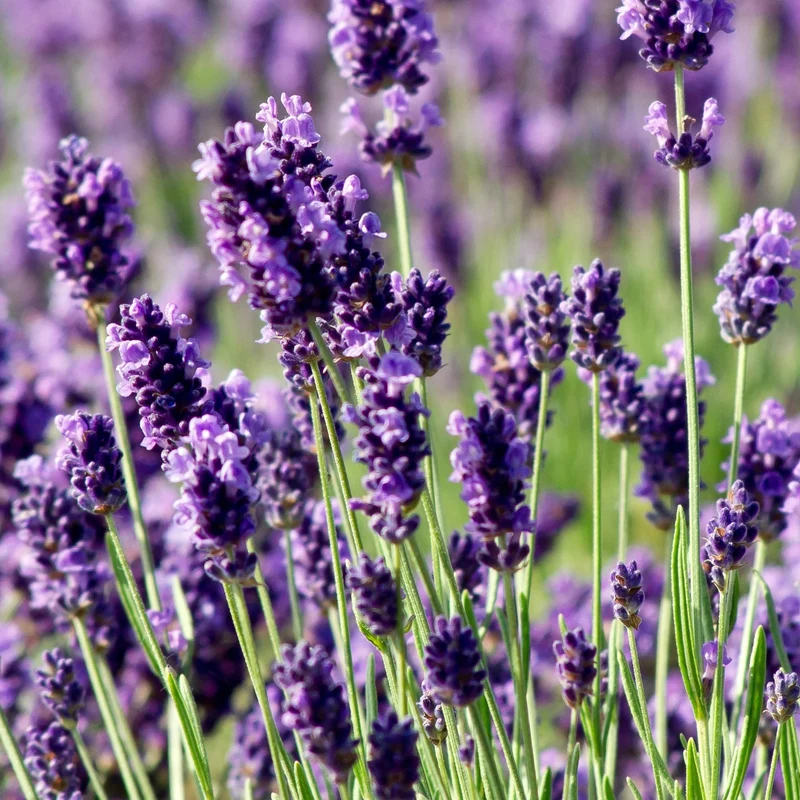 Lavendel 'Munstead' Terrassenbaum