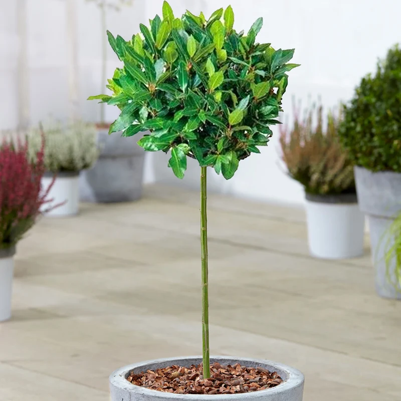 Laurus nobilis Terrassenbaum