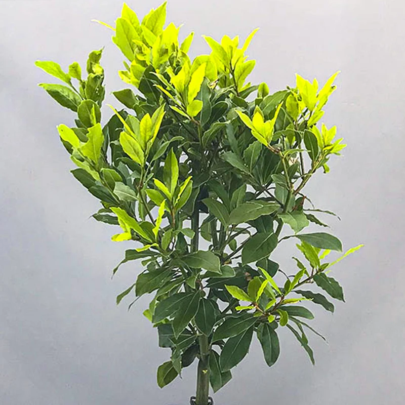 Laurus nobilis Terrassenbaum
