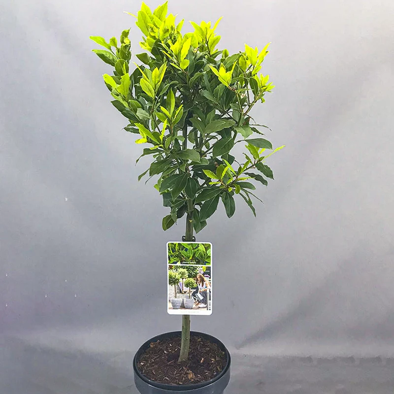 Laurus nobilis Terrassenbaum