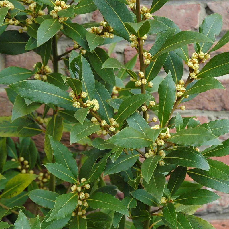 Laurus nobilis Terrassenbaum