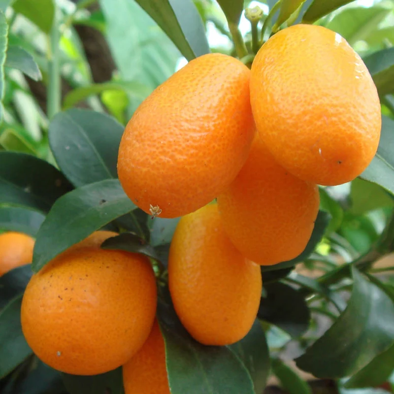 Kumquat-Baum