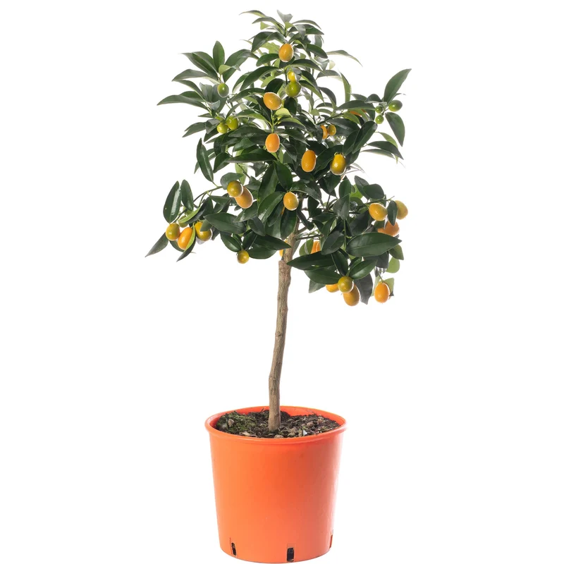Kumquat-Baum