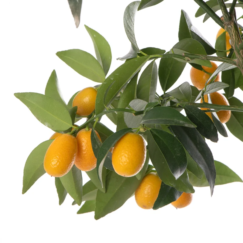 Kumquat-Baum