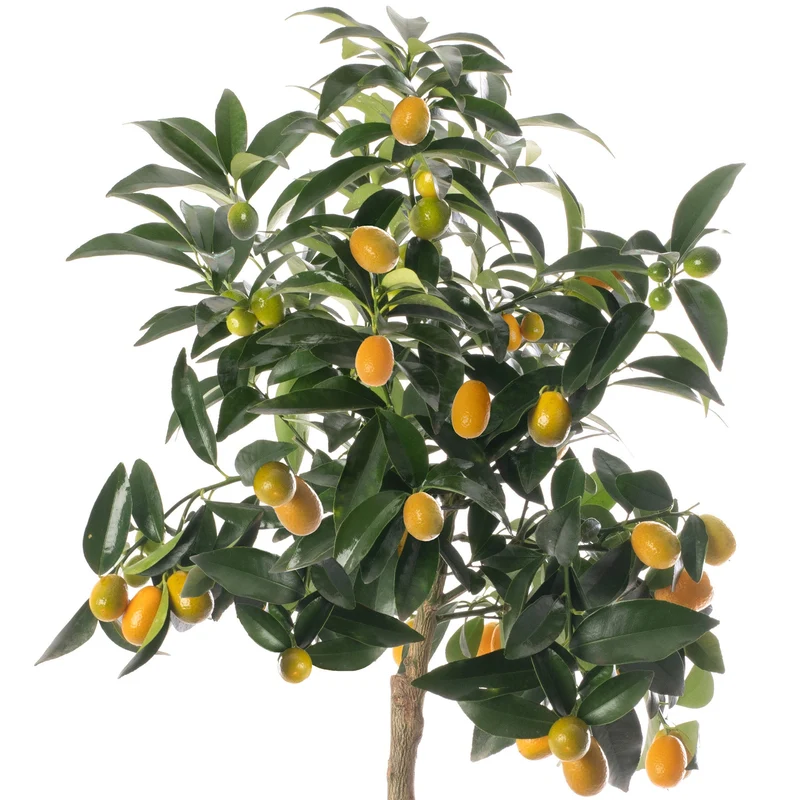 Kumquat-Baum