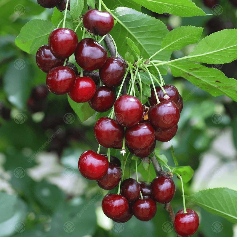 Kirsche 'Morello' Terrassenbaum