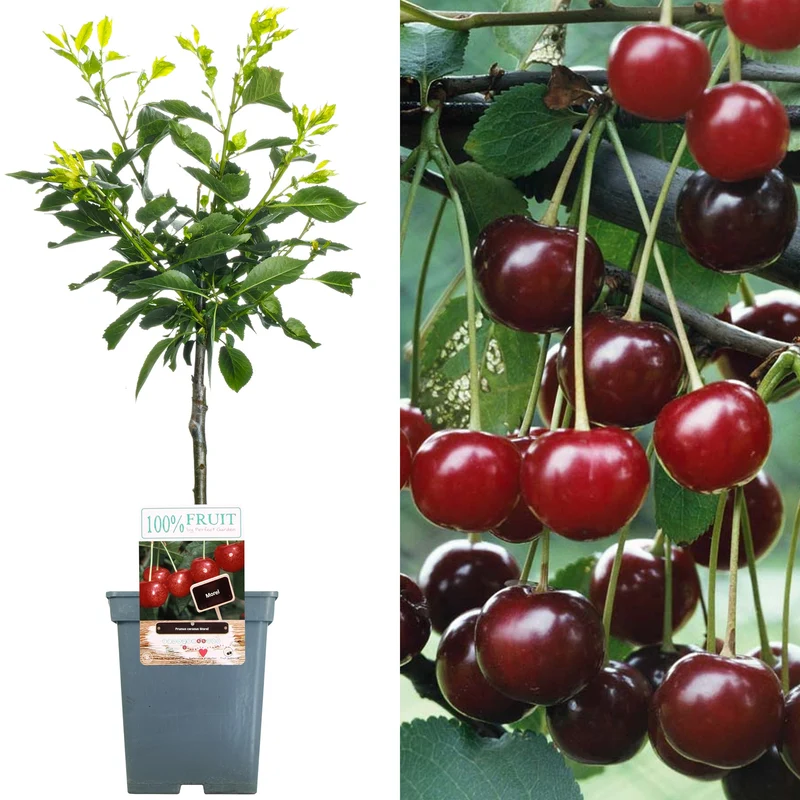 Kirsche 'Morello' Terrassenbaum