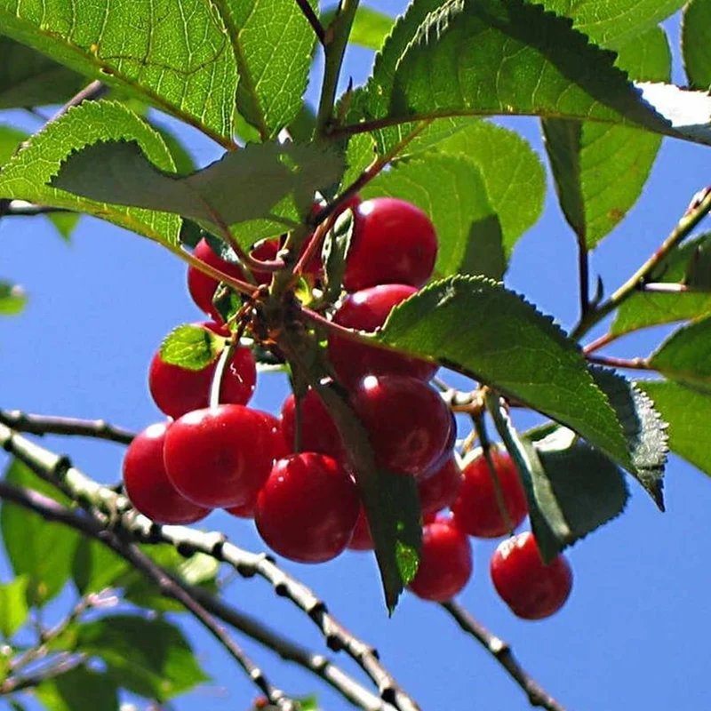 Kirsche 'Morello' Terrassenbaum