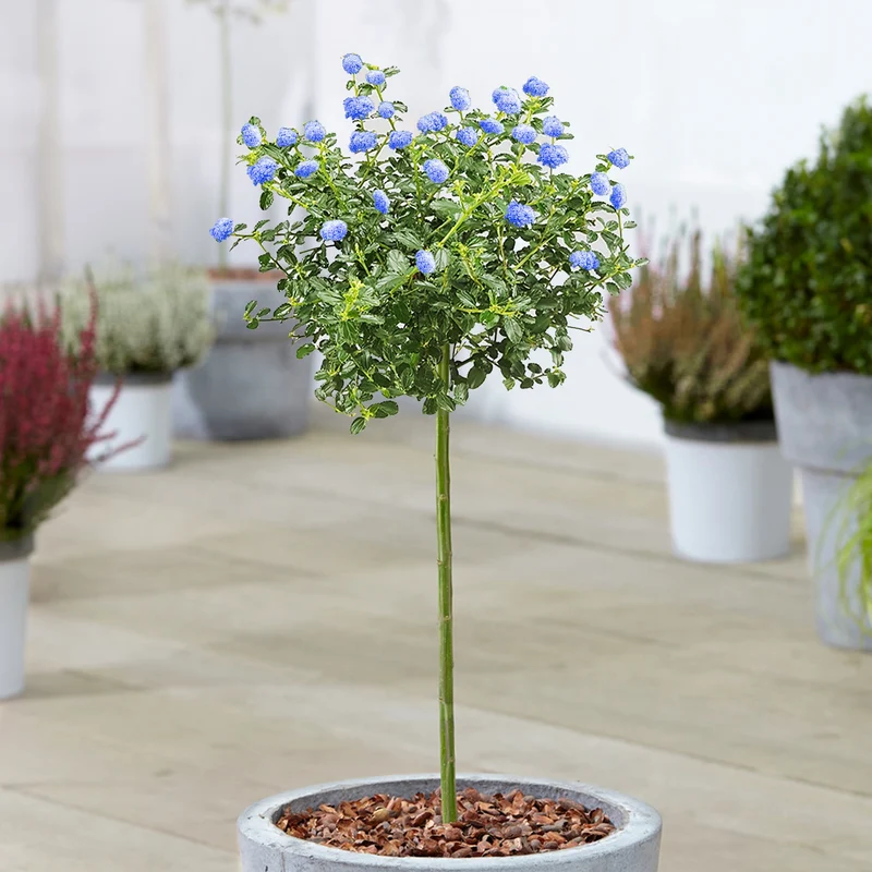 Ceanothus repens Terrassenbaum
