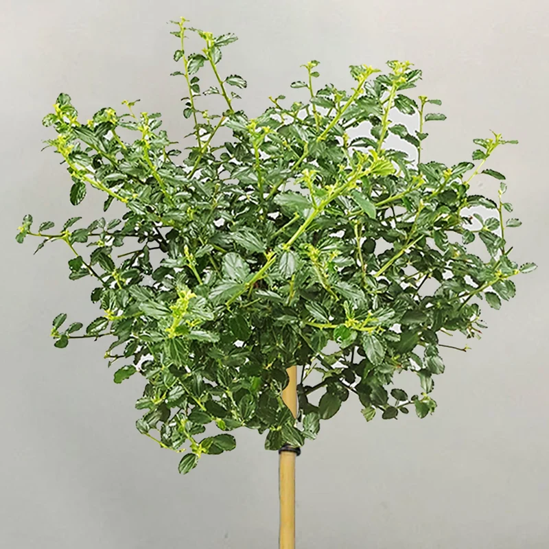Ceanothus repens Terrassenbaum