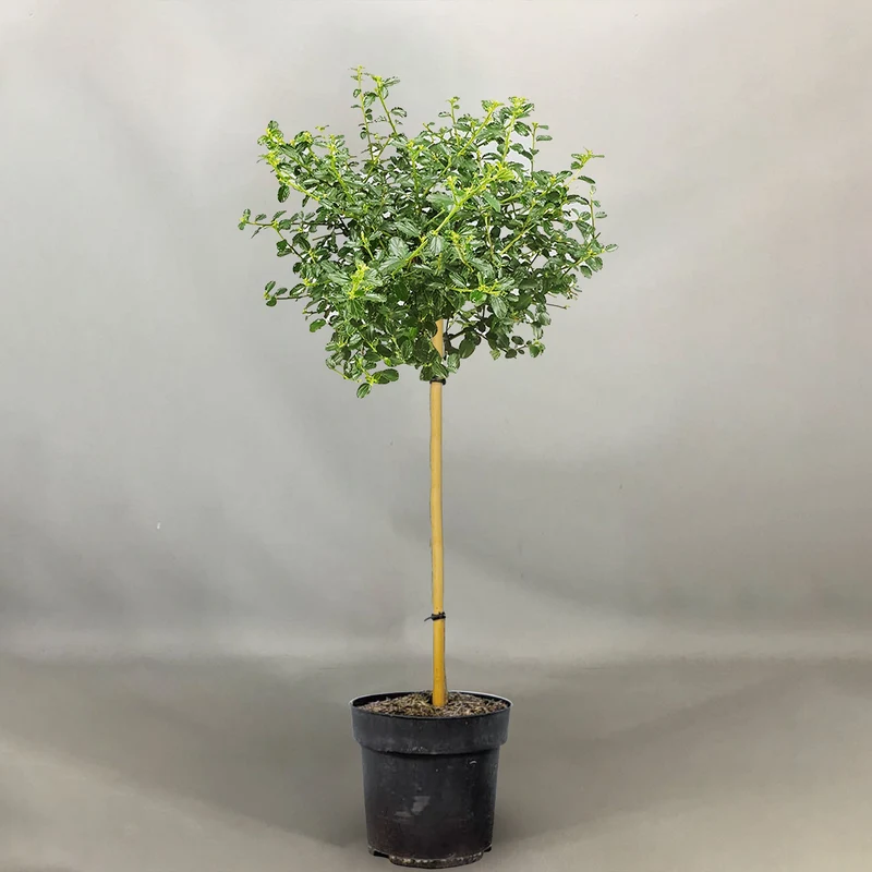 Ceanothus repens Terrassenbaum
