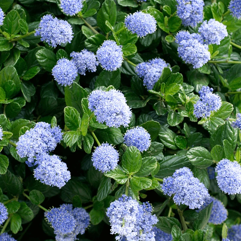 Ceanothus repens Terrassenbaum