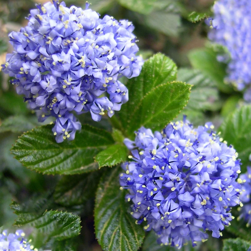 Ceanothus repens Terrassenbaum
