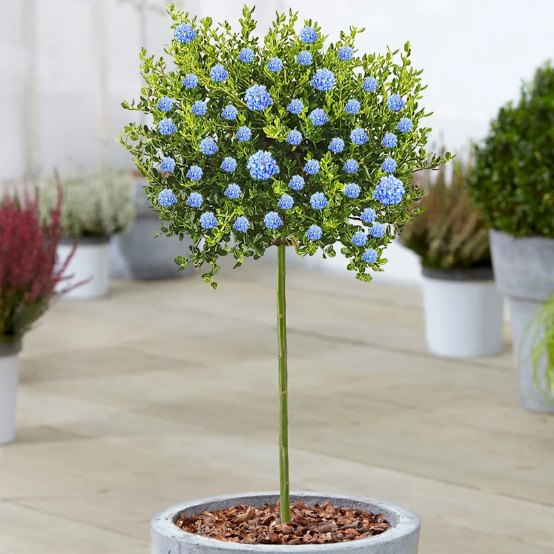 Ceanothus 'Victoria' Terrassenbaum