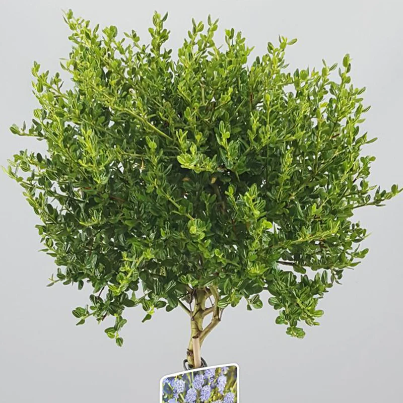 Ceanothus 'Victoria' Terrassenbaum
