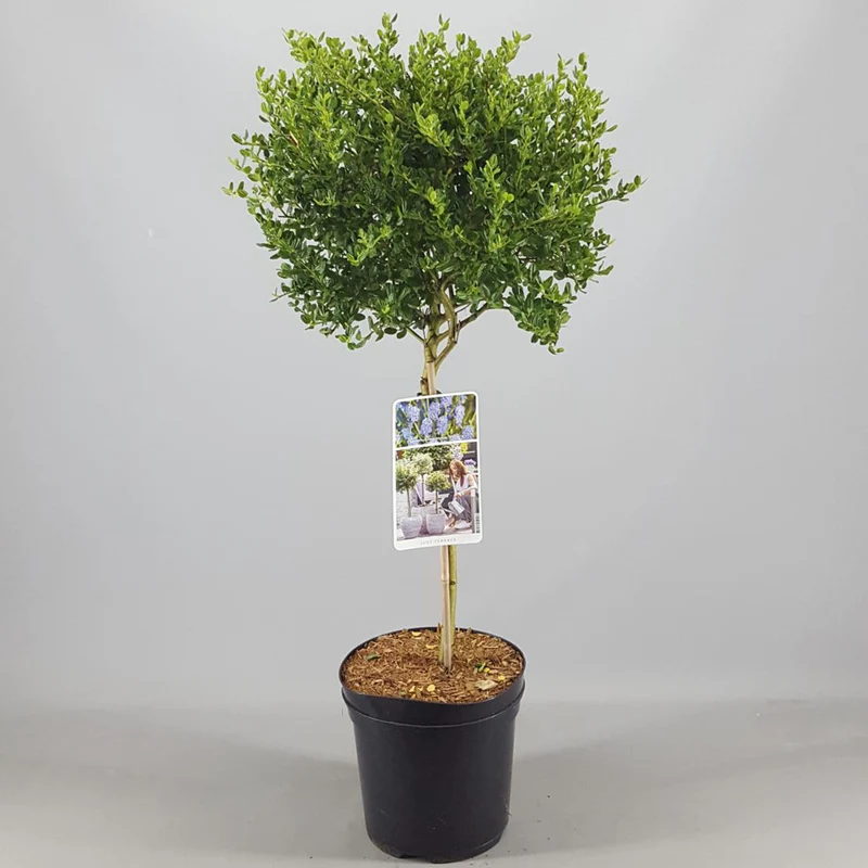 Ceanothus 'Victoria' Terrassenbaum