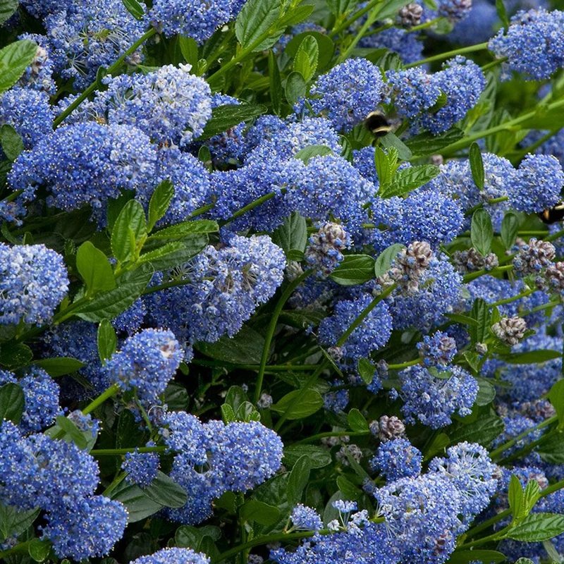 Ceanothus 'Victoria' Terrassenbaum