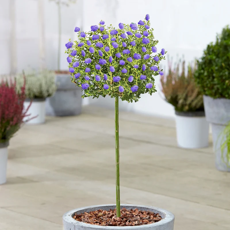 Ceanothus 'Puget Blue' Terrassenbaum