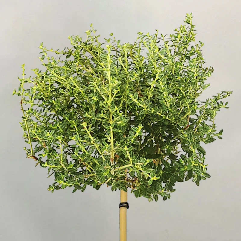 Ceanothus 'Puget Blue' Terrassenbaum