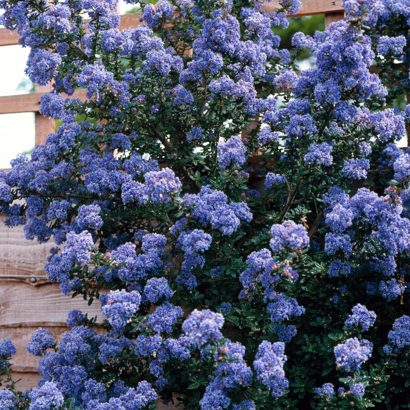 Ceanothus 'Puget Blue' Terrassenbaum