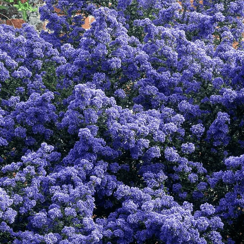 Ceanothus 'Puget Blue' Terrassenbaum