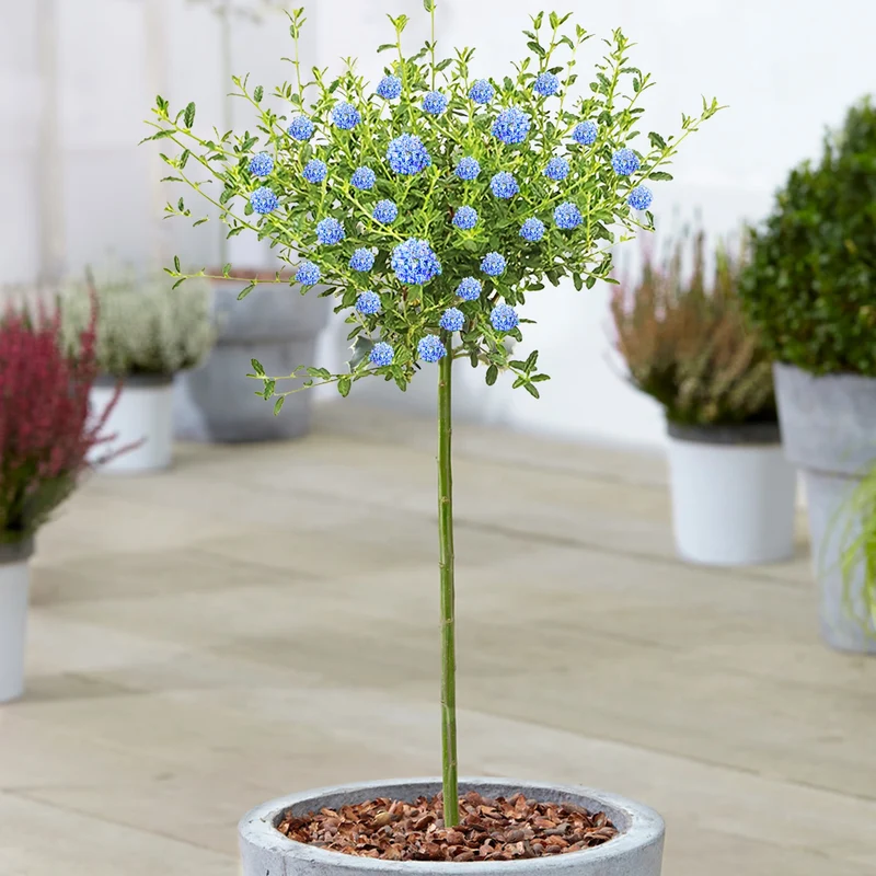 Ceanothus 'Concha' Terrassenbaum
