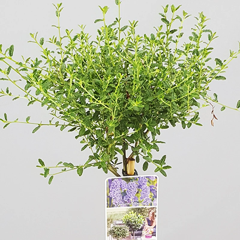 Ceanothus 'Concha' Terrassenbaum