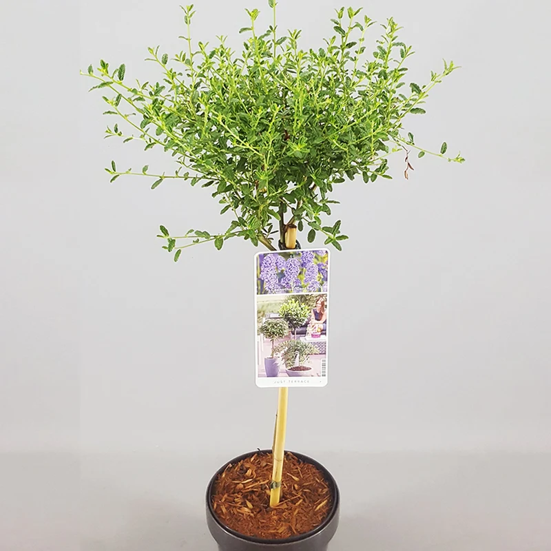 Ceanothus 'Concha' Terrassenbaum