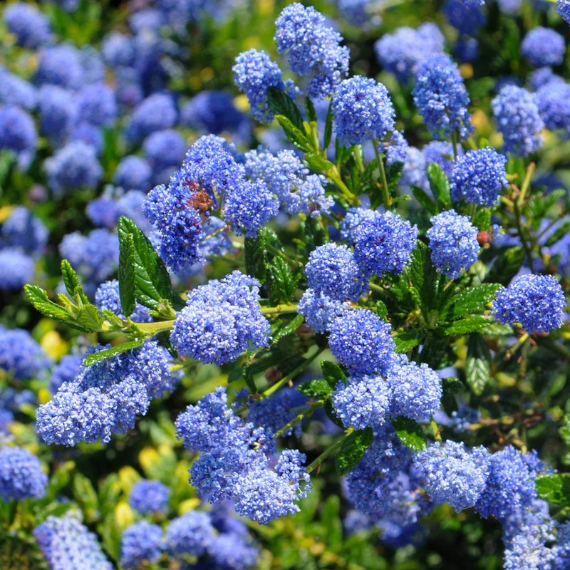Ceanothus 'Concha' Terrassenbaum