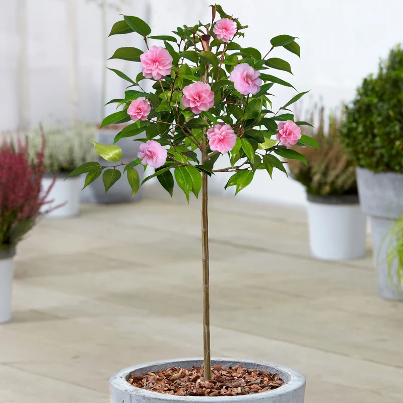Kamelie 'Frühlingsfest' Terrassenbaum